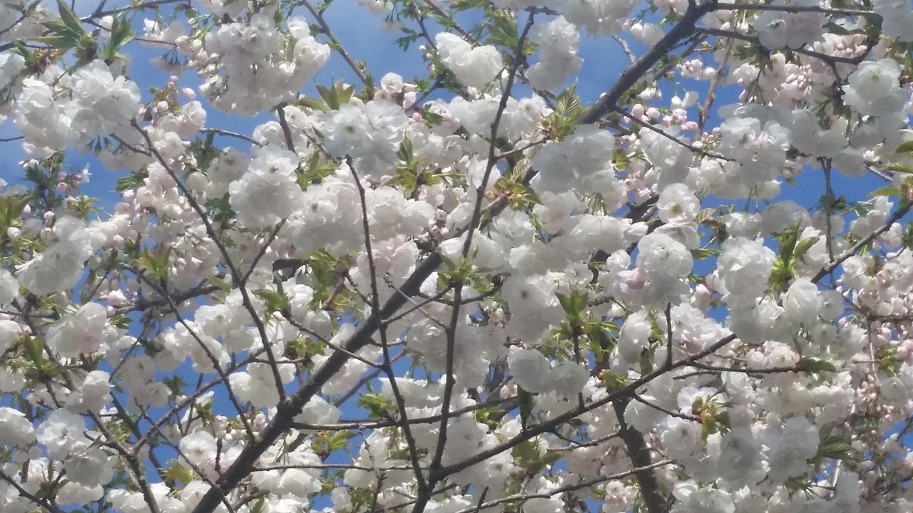[Image: 20190405-145342.jpg]
