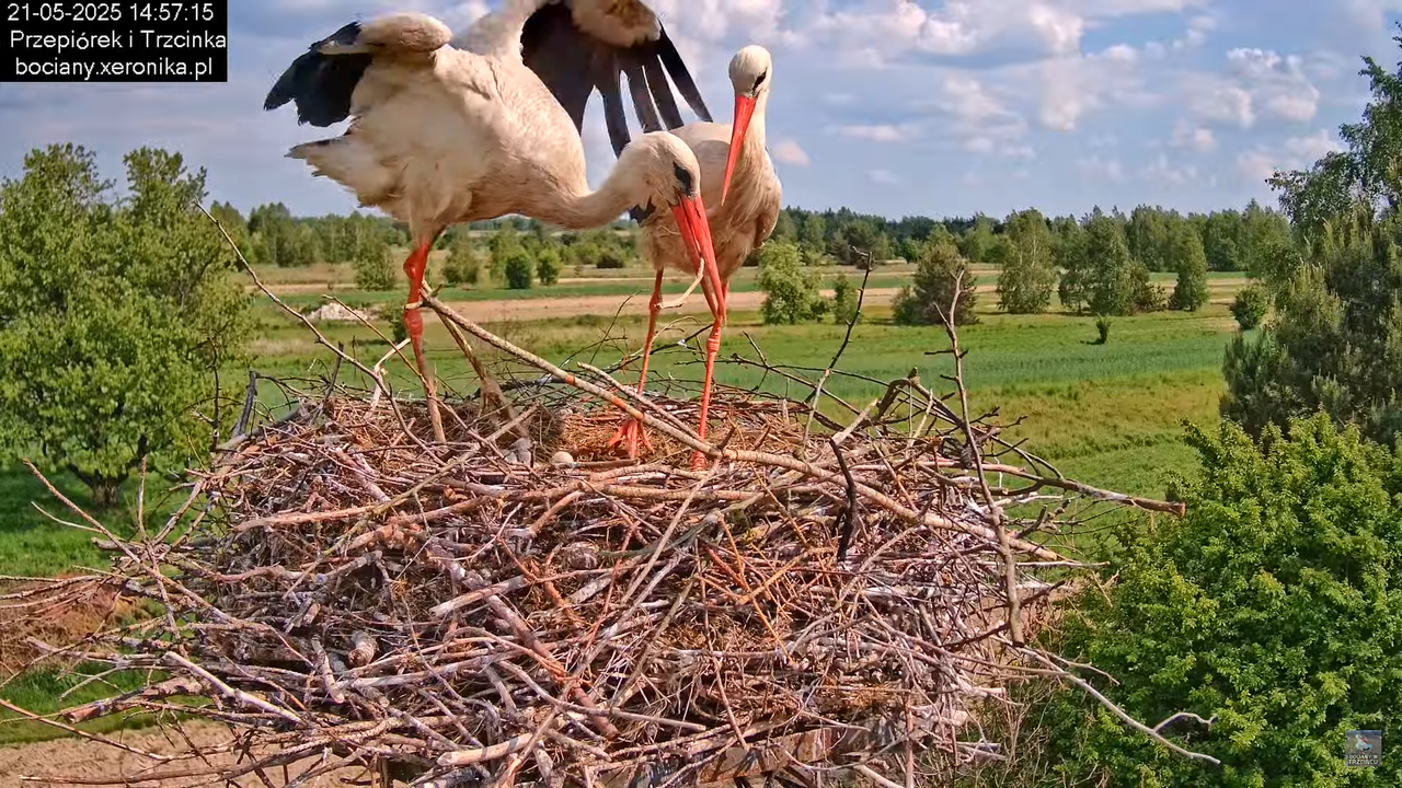 21052025bociany21