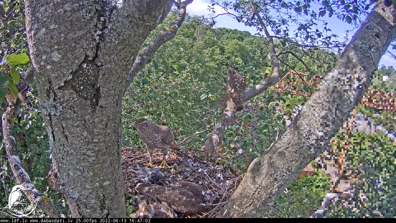Vistu vanags (Accipiter gentilis) Rīgā - LDF tiešraide __ Goshawks, Riga, Latvia 10-50-38 screenshot