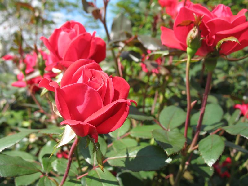 Lawn and Gardens 09.29.2018  (16)