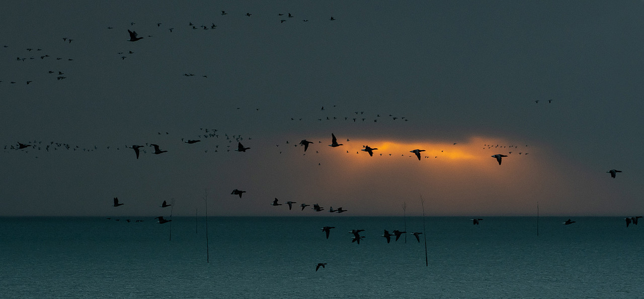 Net ontwaakte Rotganzen boven de Waddenzee met het juiste licht