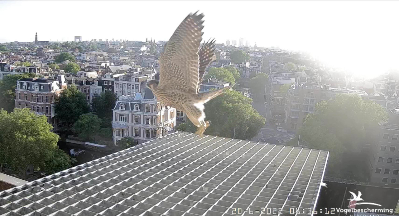 Amsterdam/Rijksmuseum screenshots © Beleef de Lente/Vogelbescherming Nederland - Pagina 29 Video-2022-06-20-063705-Trim-Moment-5