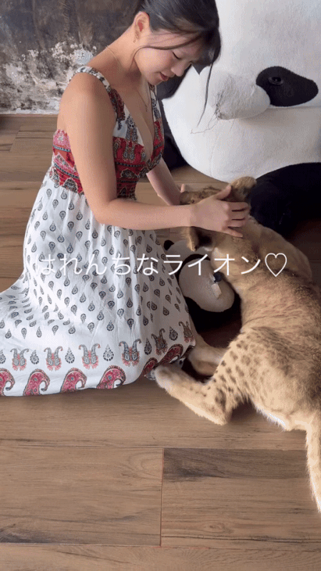 [問卦] 貓科動物也喜歡吃奶嗎？