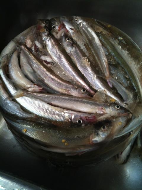 smelt