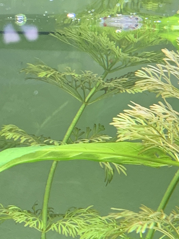 1D81CD22-AF92-4B34-A1A6-E6E97FF156FC