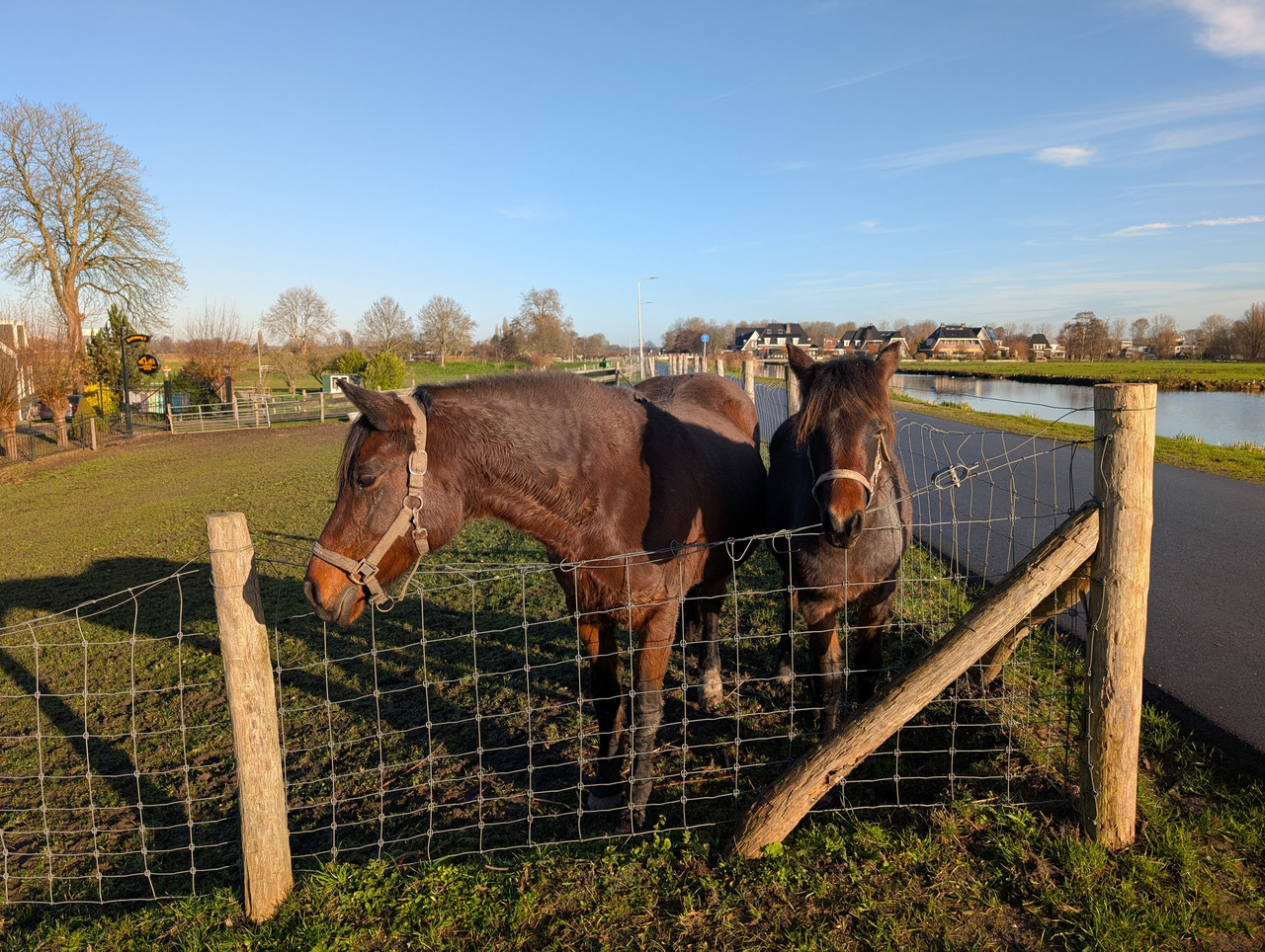 Трое в Амстердаме, не считая собаки. Переезд в Нидерланды.