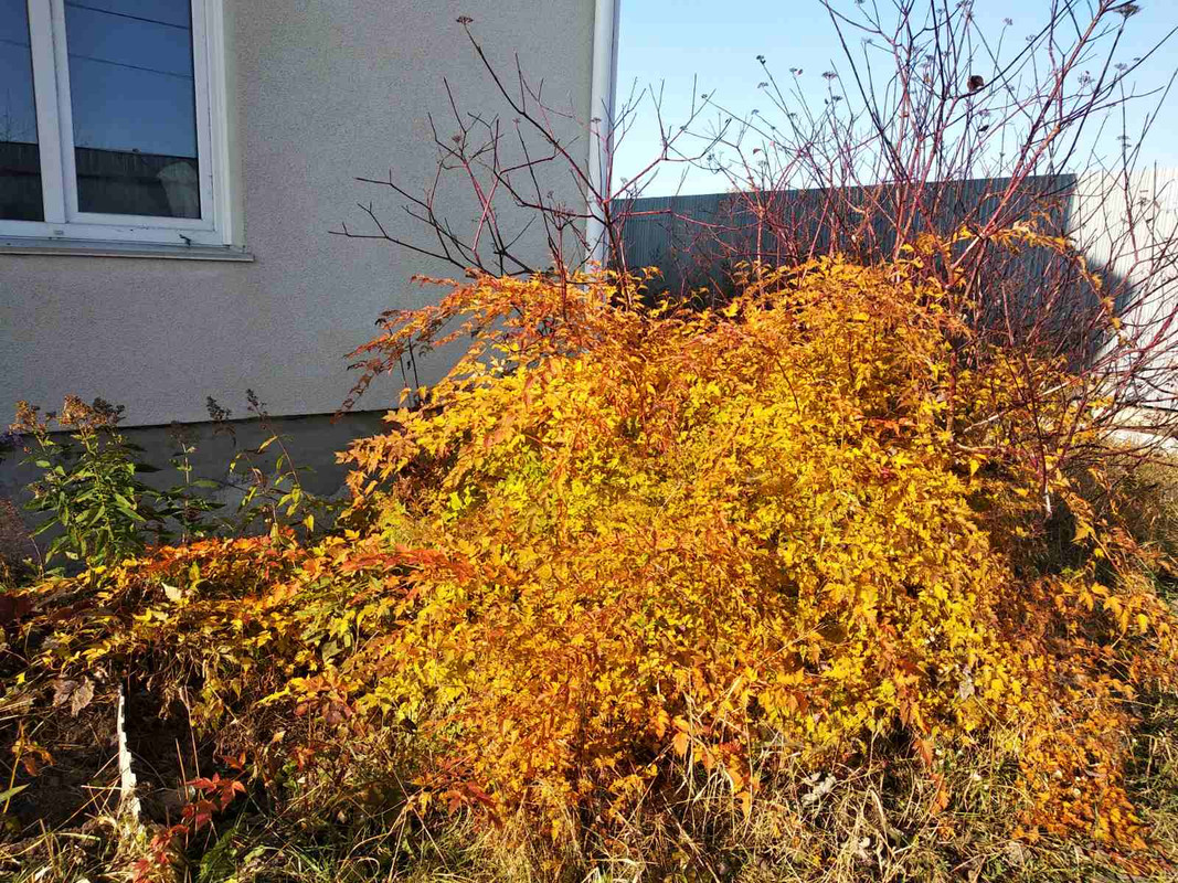 Стефанандра надрезаннолистная КРИСПА1