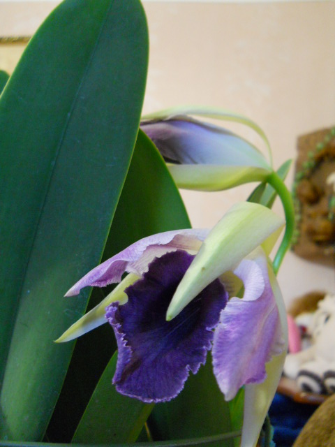 DSCN6633