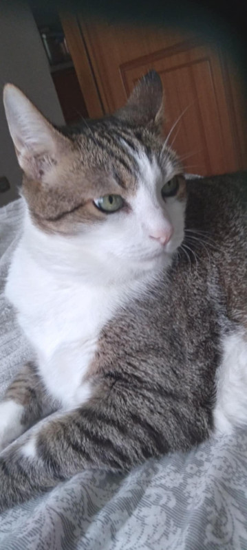 Messenger_creation_51667144-CE2A-437A-AAC1-F806623DDD26