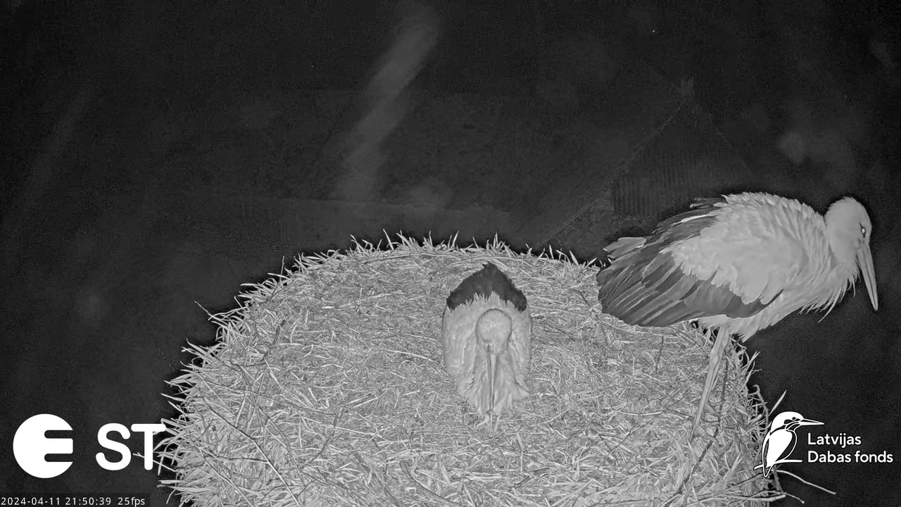 Baltie stārķi (Ciconia ciconia) Tukuma novadā - LDF tiešraide __ White storks in Tukums, Latvia 14-1