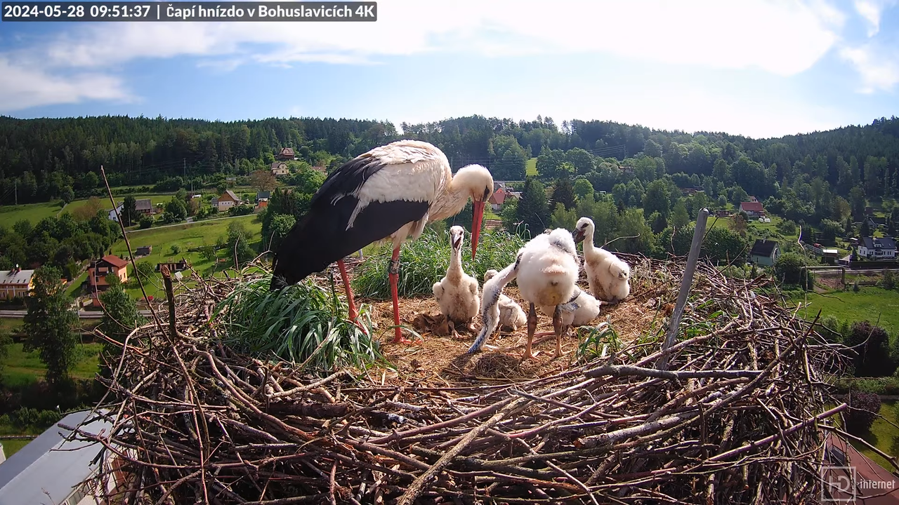 Živě z čapího komína firmy KARA v Bohuslavicích u Trutnova 11-19-27 screenshot