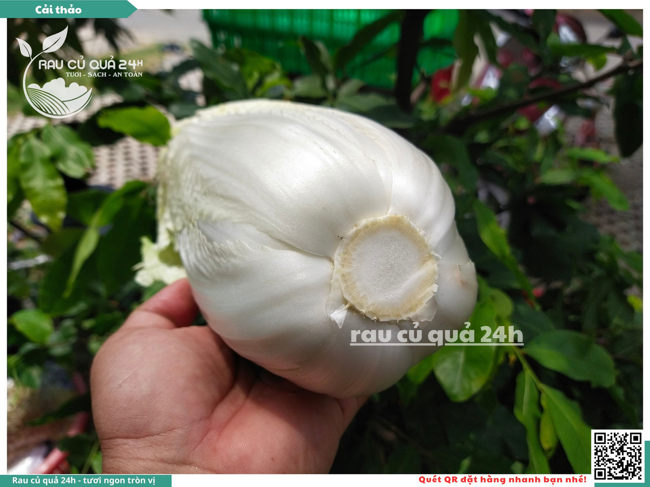 Cải Thảo 2