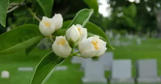 [Image: 39890-cemetery-graveyard-flowers-Thinkst...0w-tn.webp]
