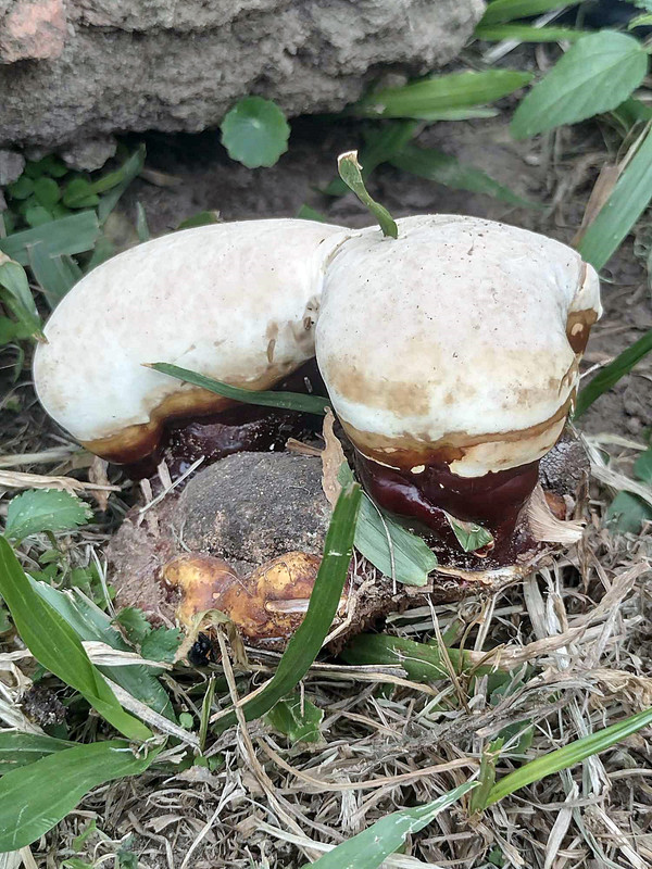 This week's mushrooms were found in the city [Esp/Eng].