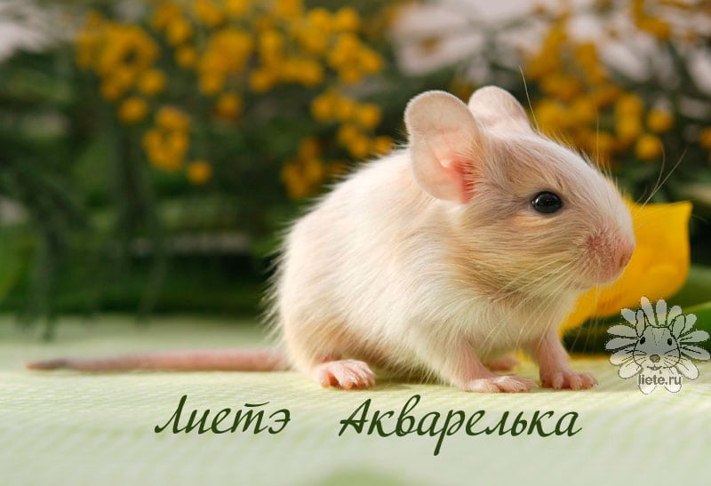 Акварелька2_11-дней