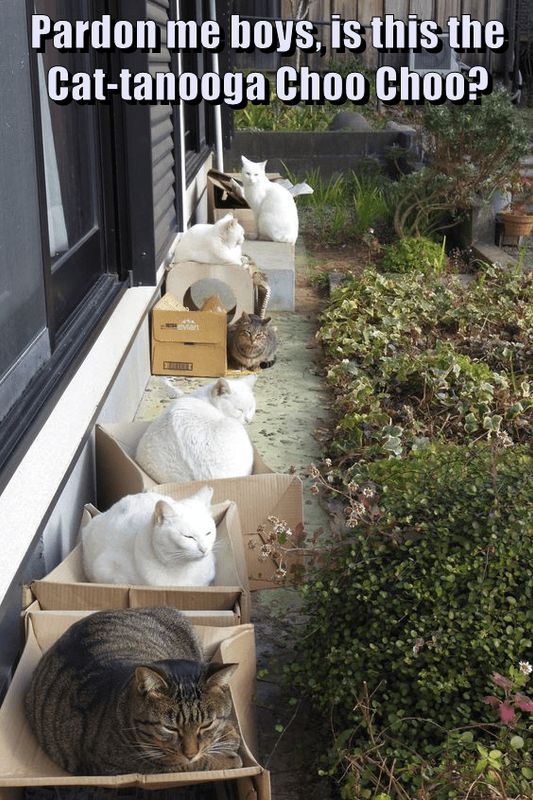 is-this-the-cat-tanooga-choo-choo