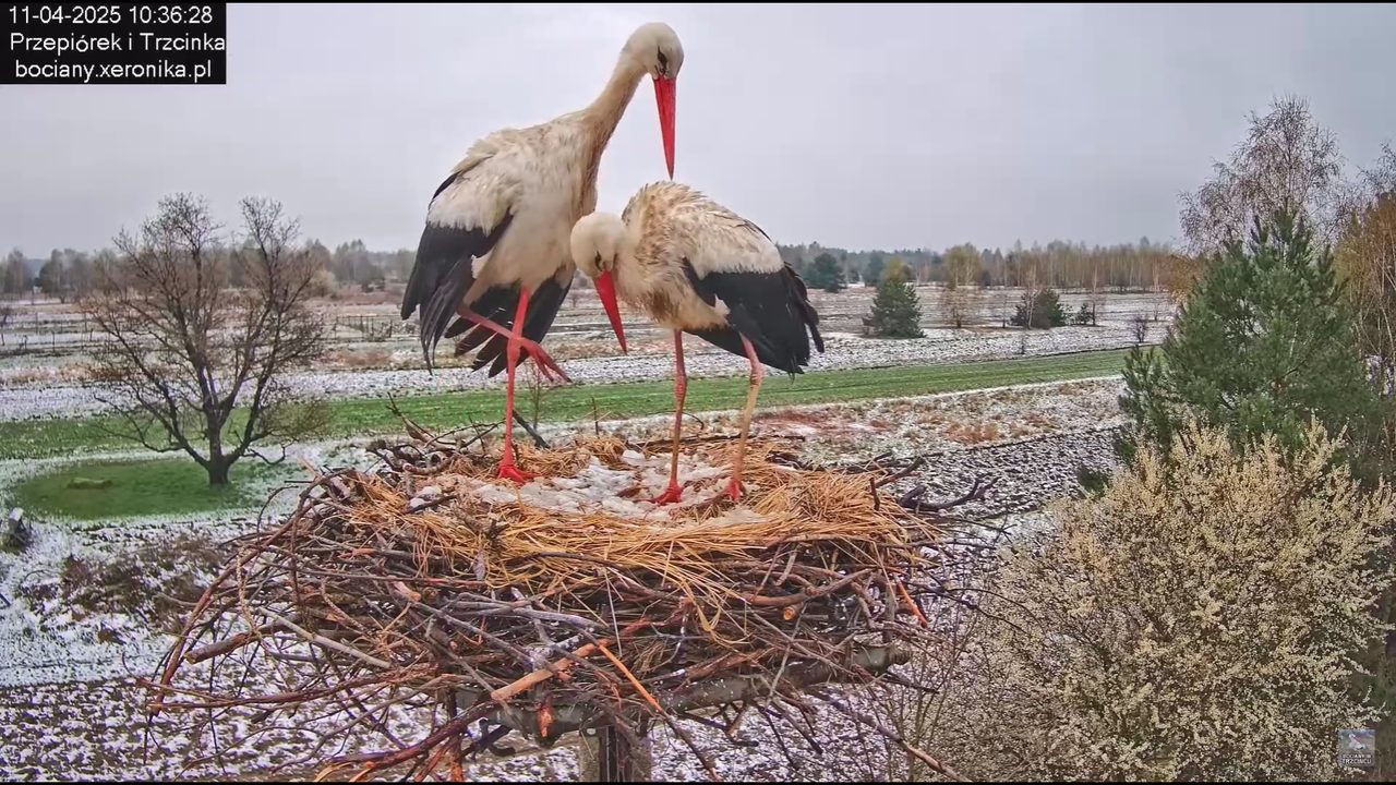 11042025bociany_11
