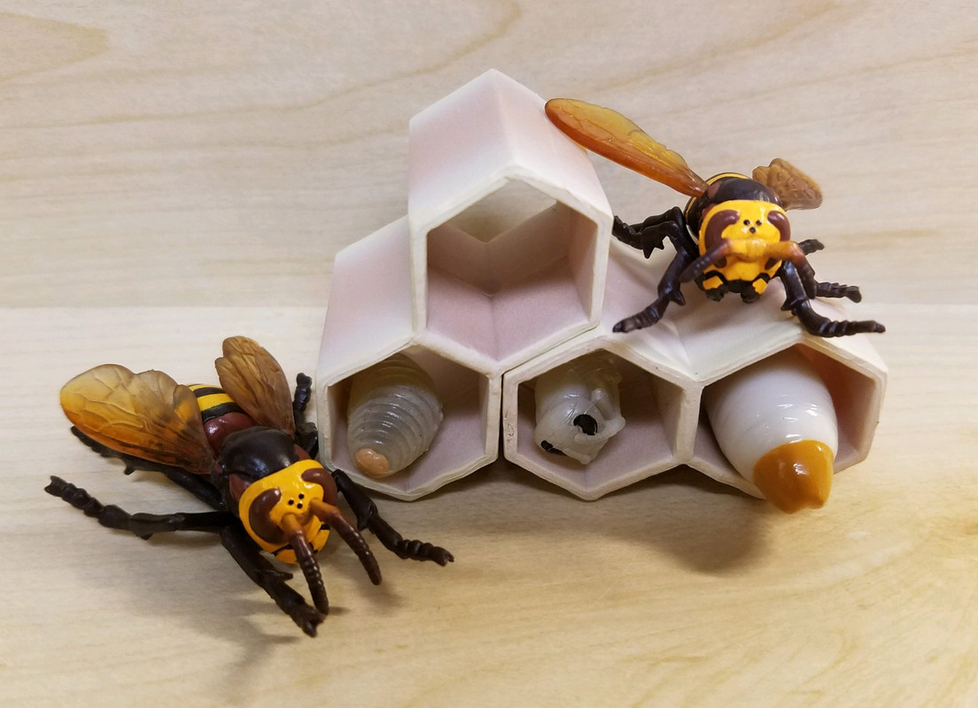 Life Cycle of a Hornet (Epoch) 20190730-194506