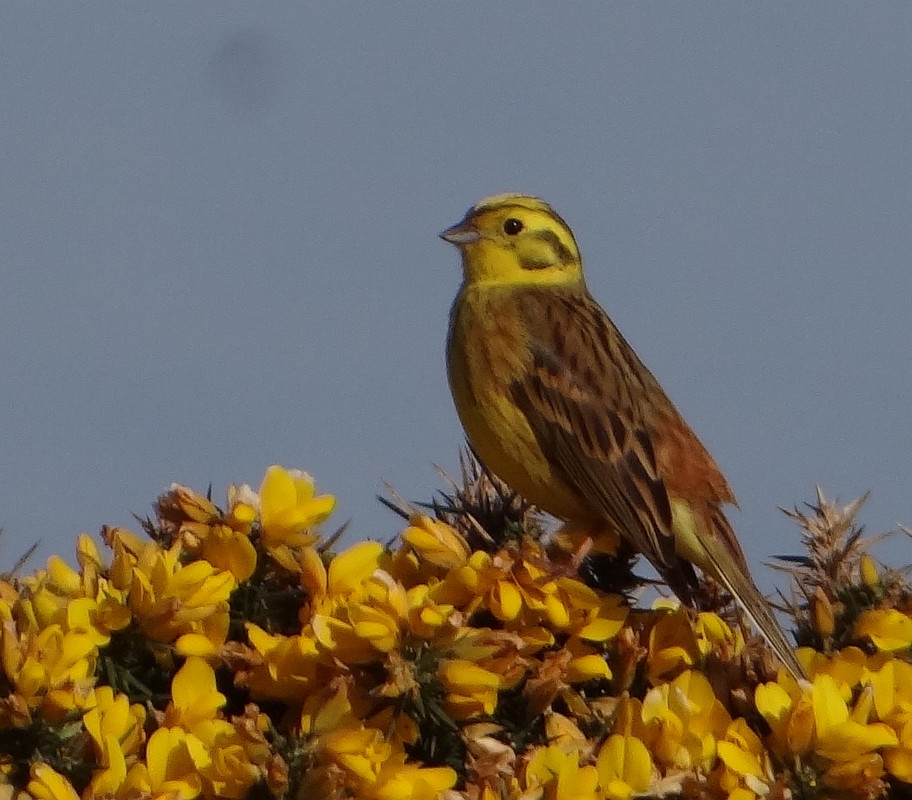 COCK YELLOWHAMMER 2