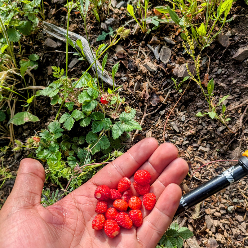 A handful of strawberries