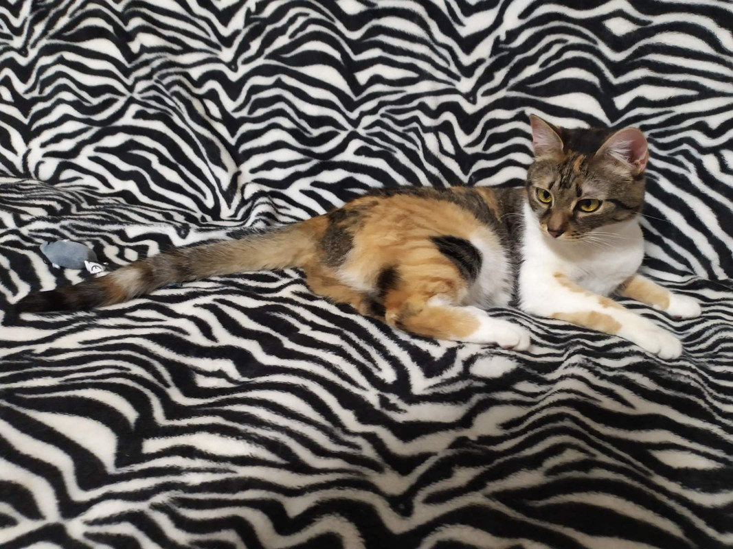 изображение_viber_2021-01-25_16-35-24