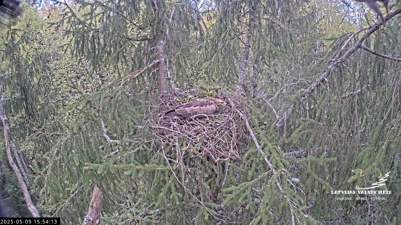 LVM mazais ērglis Lisiņa, egle2 – Lesser Spotted Eagle 15-51-28 screenshot