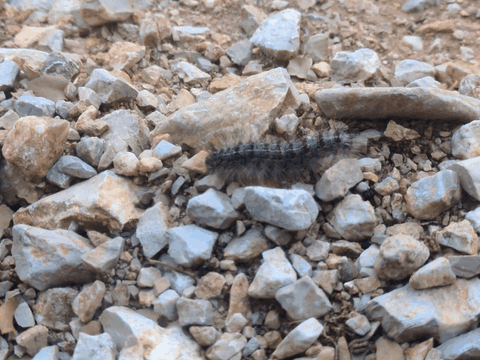 A millipede walking on gravel