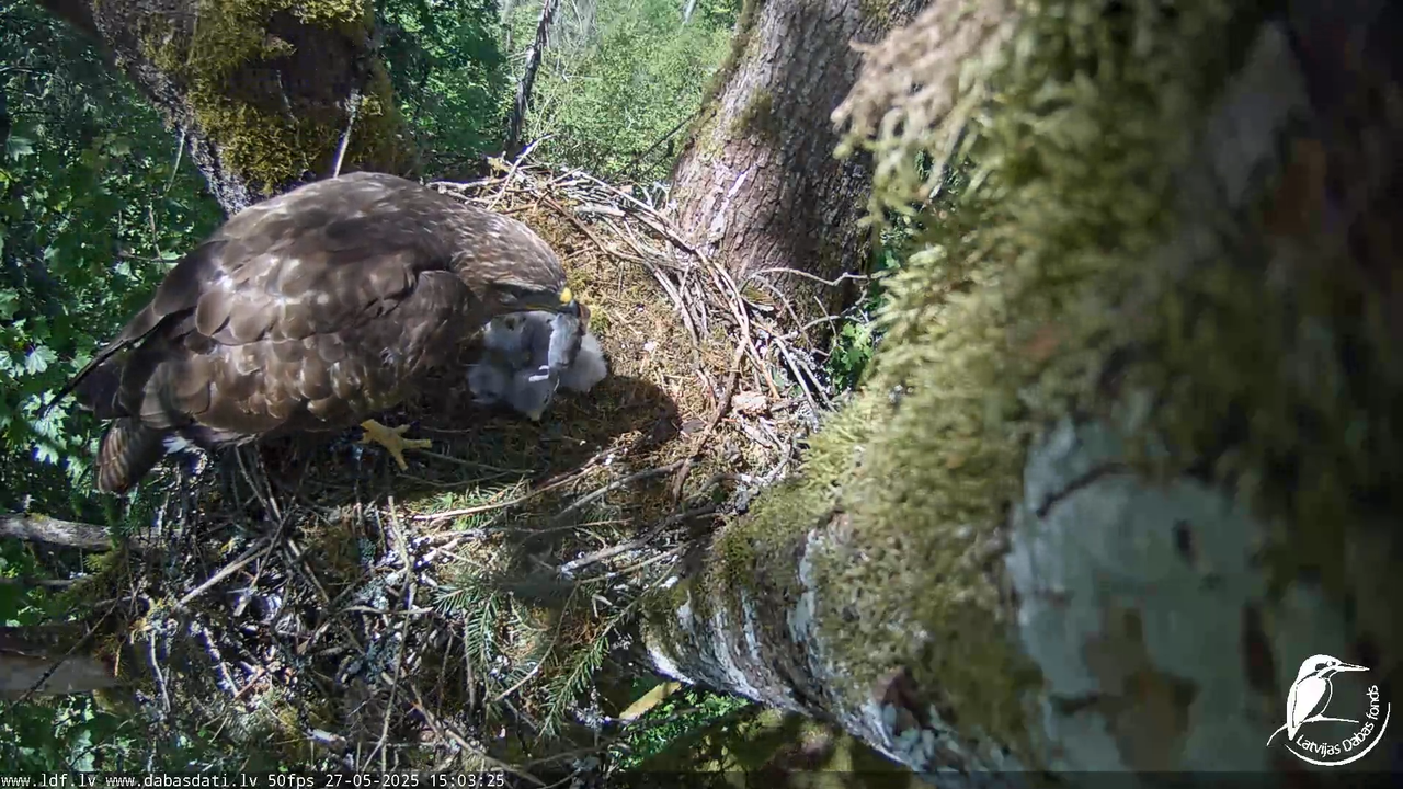 Melnās klijas (Milvus migrans) Kurzemē_ peļu klijāni (Buteo buteo) 10-15-40 screenshot