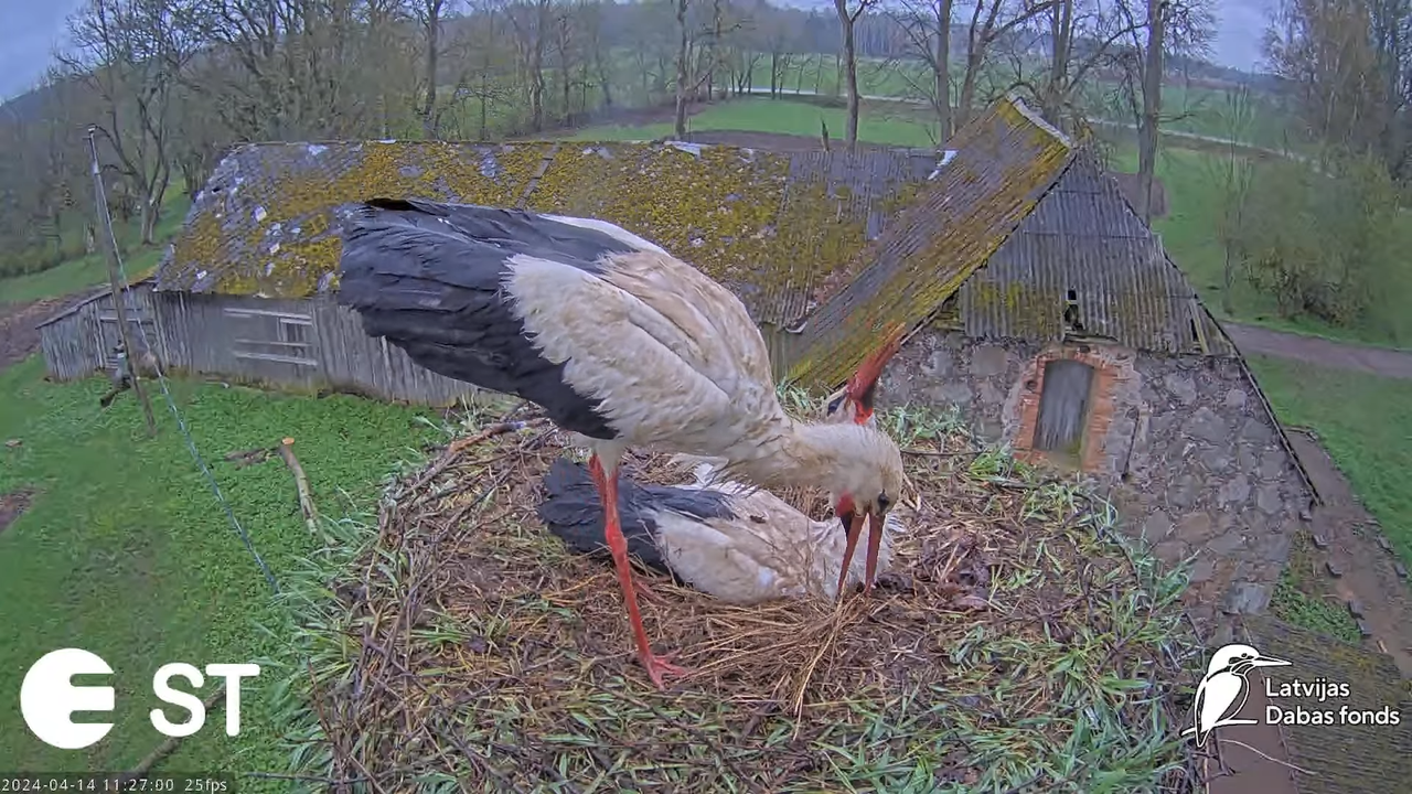 Baltie stārķi (Ciconia ciconia) Tukuma novadā - LDF tiešraide __ White storks in Tukums, Latvia 15-1