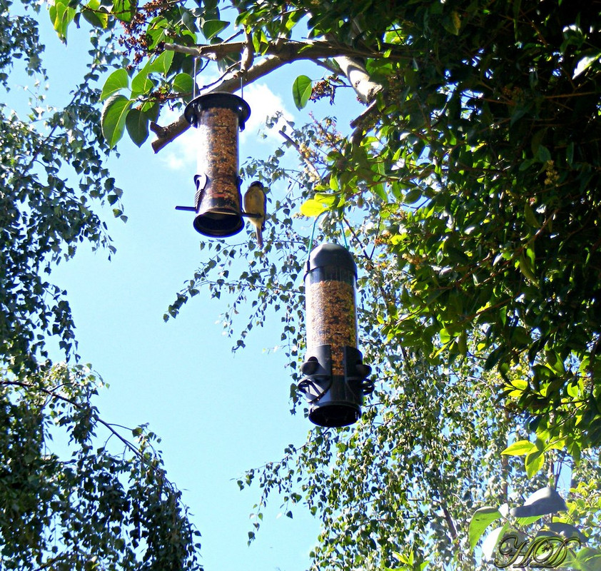 garden-great-tit-feeder-HD.jpg