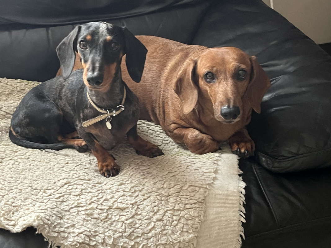 [Image: 3143987-A-6-DD0-4202-885-E-29-D5-AA235097.jpg]