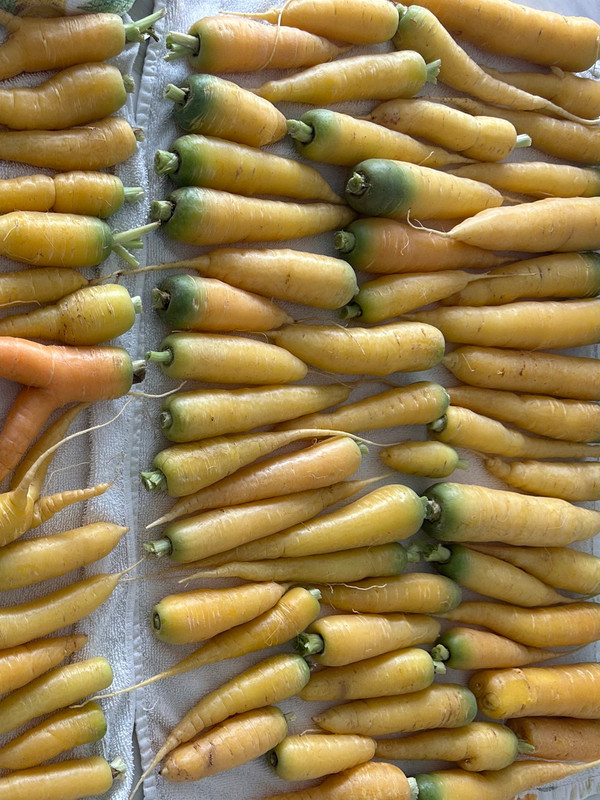 carrots-1.jpg