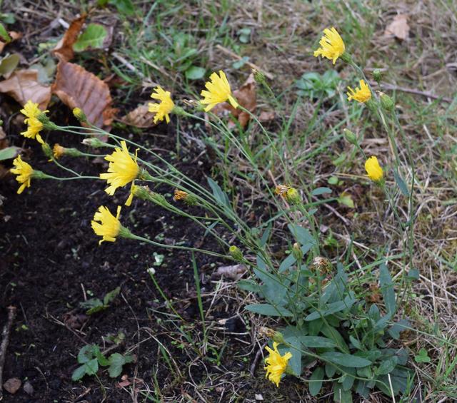 ▻Autre fleur jaune dans ma pelouse - Epervière en ombelle (Hieracium  umbellatum) - Papillons & Jardin