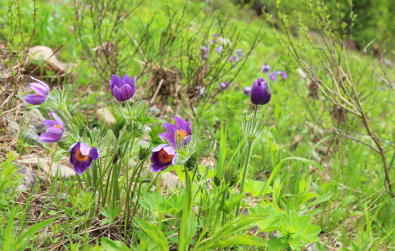 IMG_2426 (3516 x 2235)