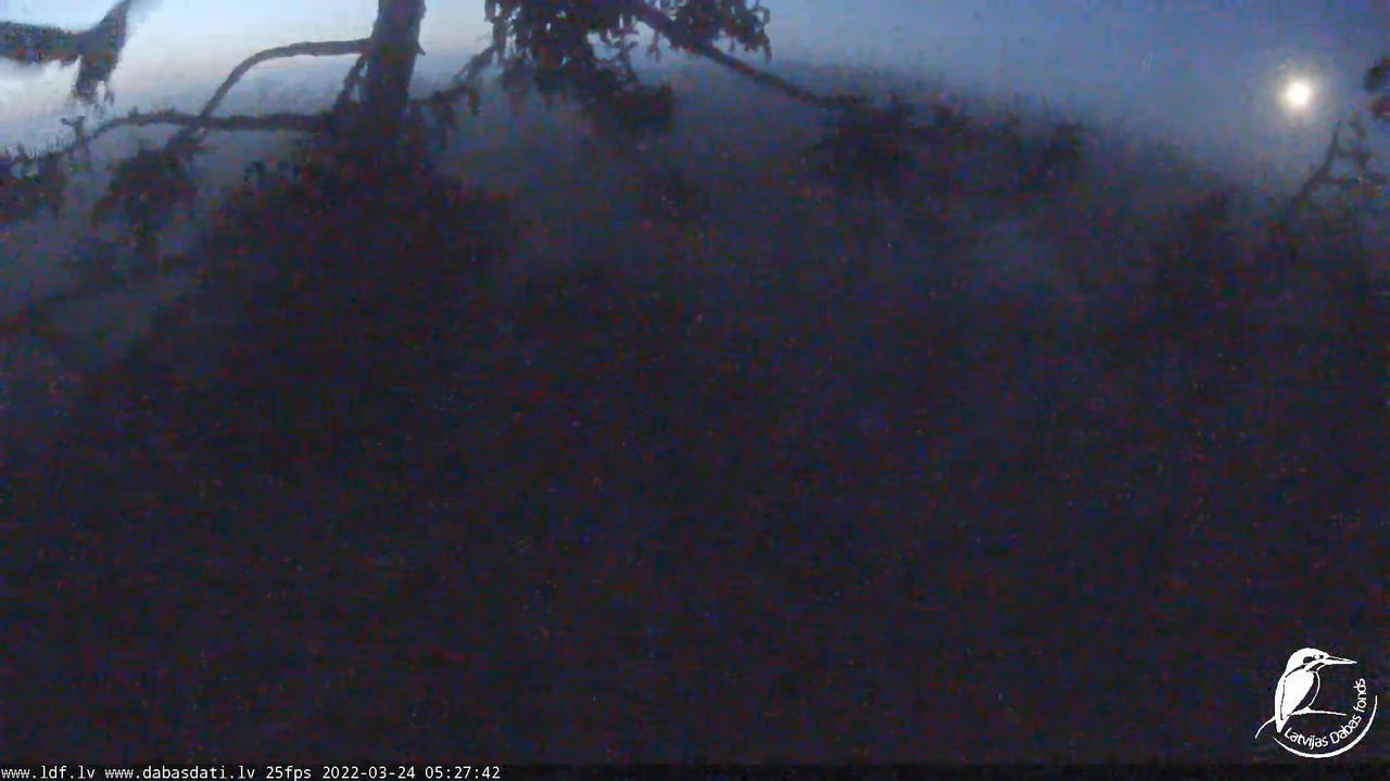 Jūras ērgļi (Haliaeetus albicilla) Durbē - LDF tiešraide __ White-tailed eagles, Durbe, Latvia 12-27