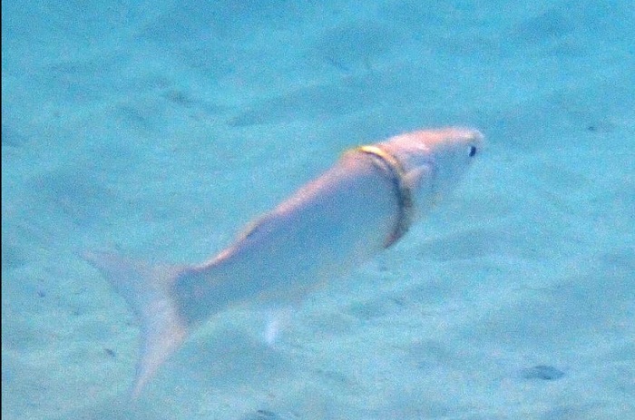 seekor ikan mullet pasir terlihat berenang di perairan dengan cincin kawin emas bersarang di lehernya.
