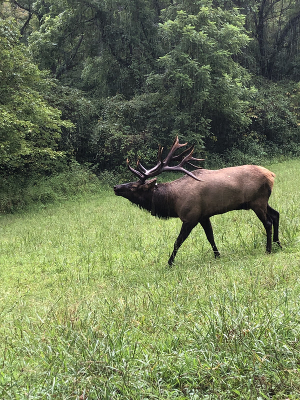 Bull-Elk-near-Cherokee-NC-8-31-21.jpg