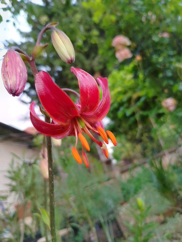 IMG_20230602_203301_HDR