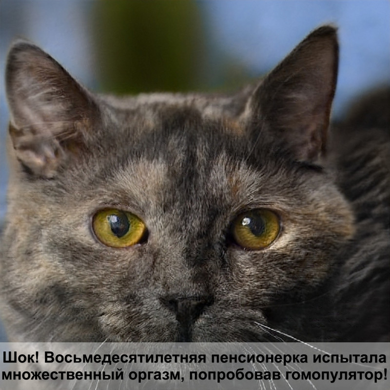 кошка лысеет после родов