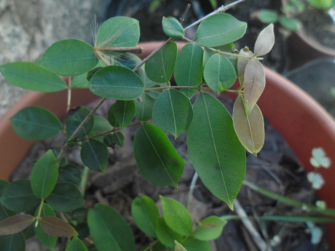 unidentifiedSAM_6262