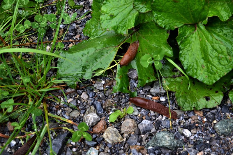 GUARDA-7-9-2019 - Suiza y sus pueblos-2019 (5)