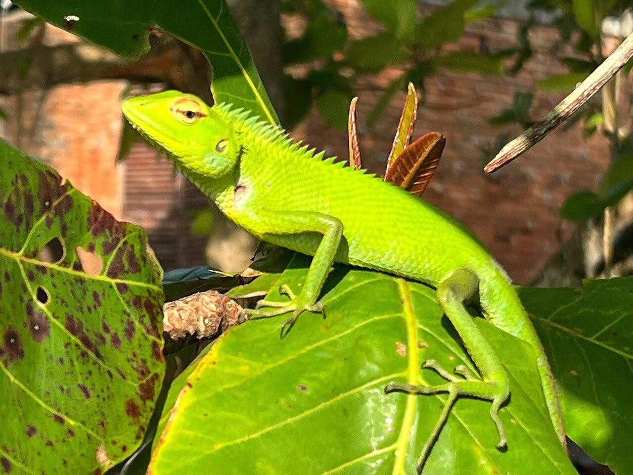 LIZARD 1