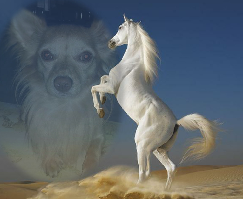 Image and video hosting by TinyPic