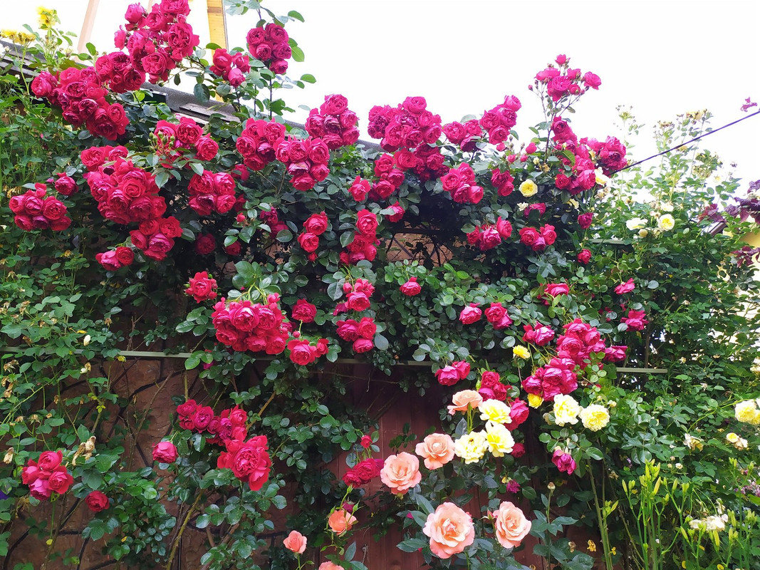 IMG_20200607_174042