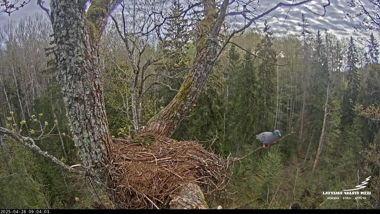 LVM mazais ērglis Lisiņa, ozols2 – Lesser Spotted Eagle 16-19-8 screenshot