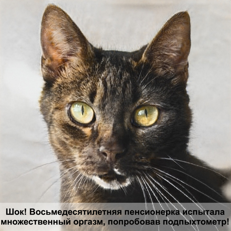 красивые кошки черного окраса