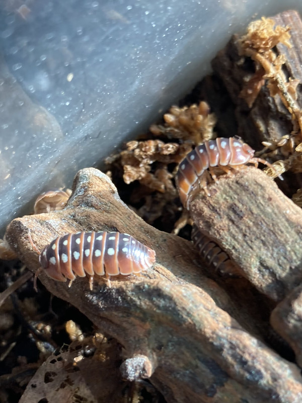 8EC0881D-6663-4AE5-80EE-B51F0D1B4E08