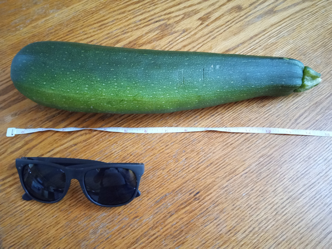 zucchini 7:19:23