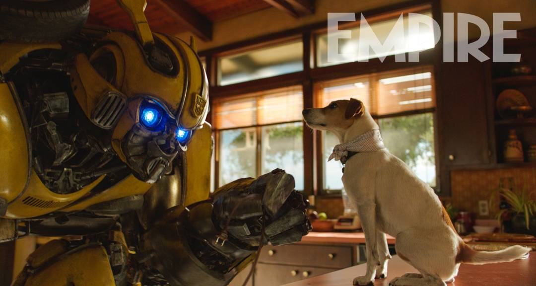 bumblebee-dog