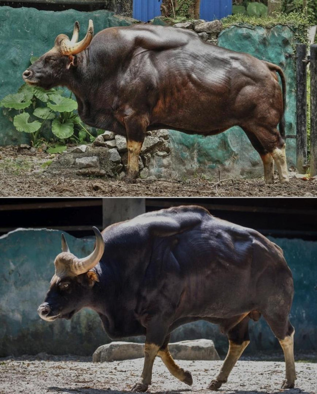 indian-bison